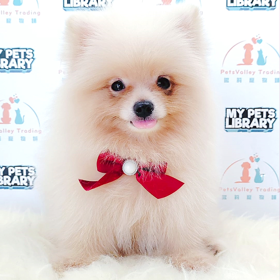 Pomeranian Puppy (Male) For Sale