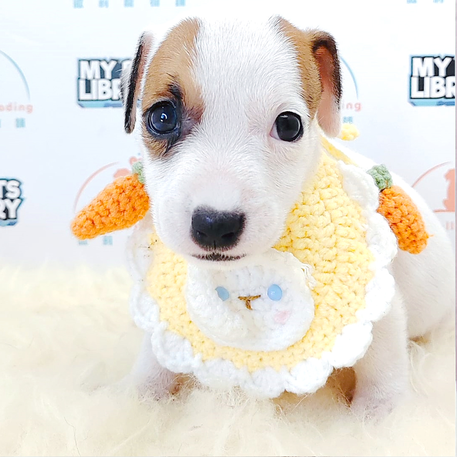Jack Russell Puppy (Male) For Sale