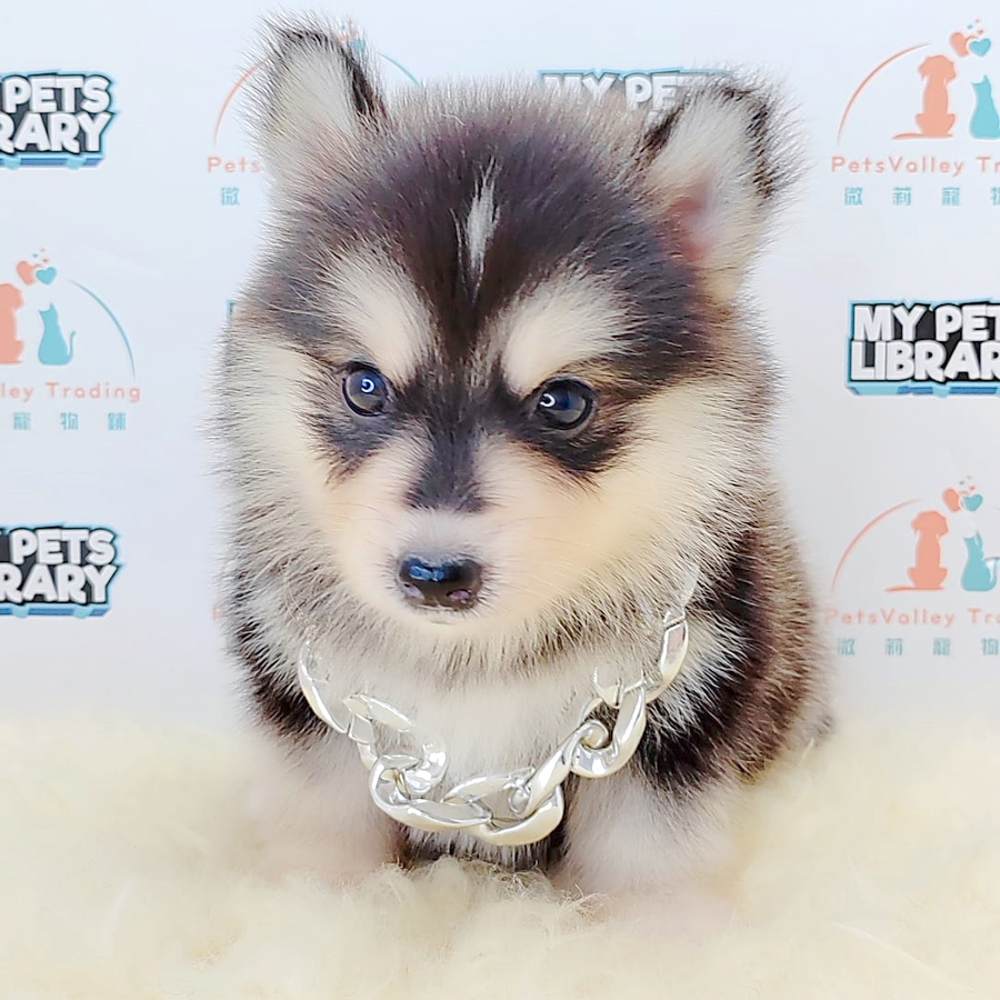 Pomsky Puppy (Female) For Sale