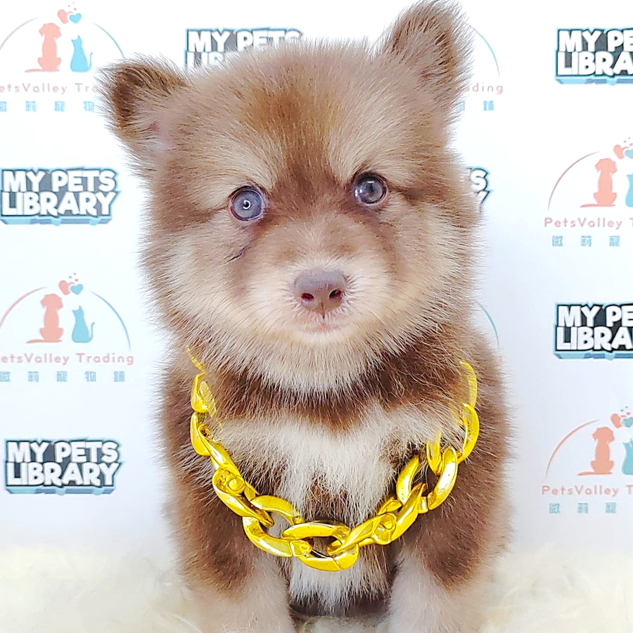 Pomsky Puppy (Female) For Sale