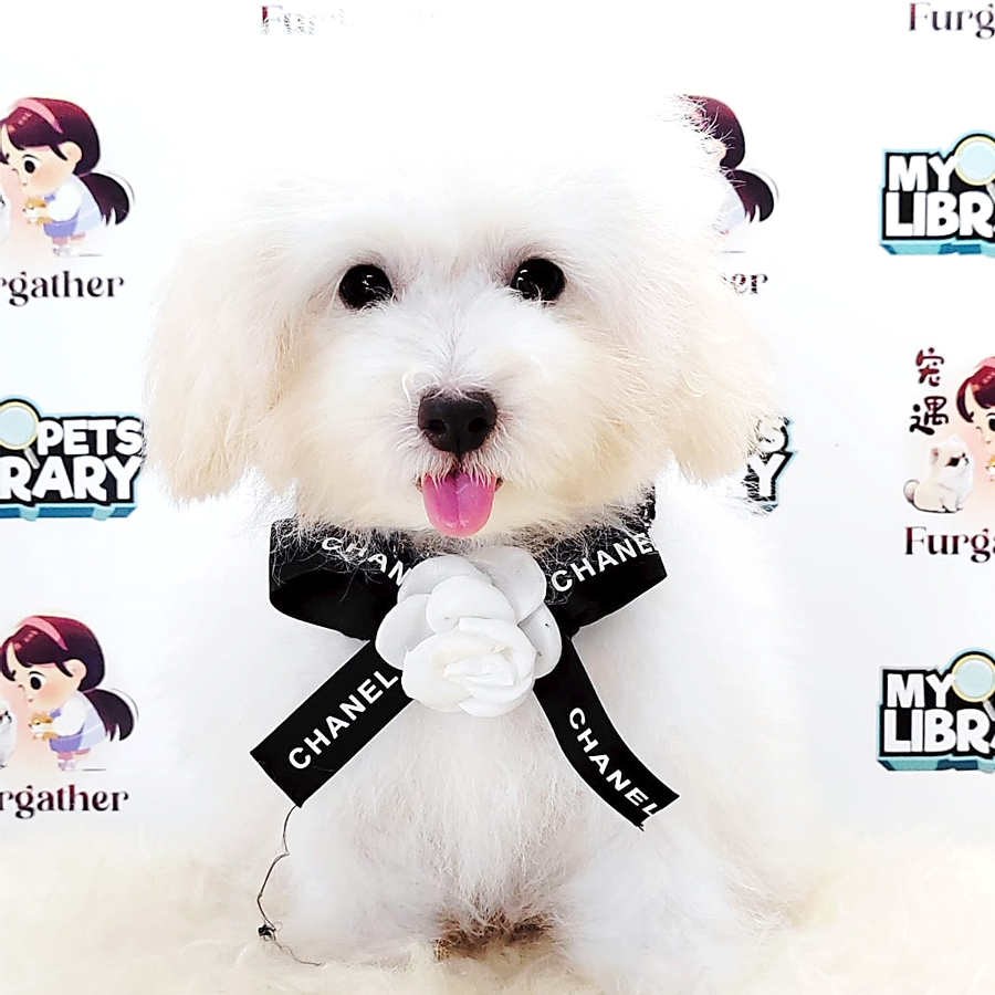 Tiny Poodle Puppy (Female) For Sale