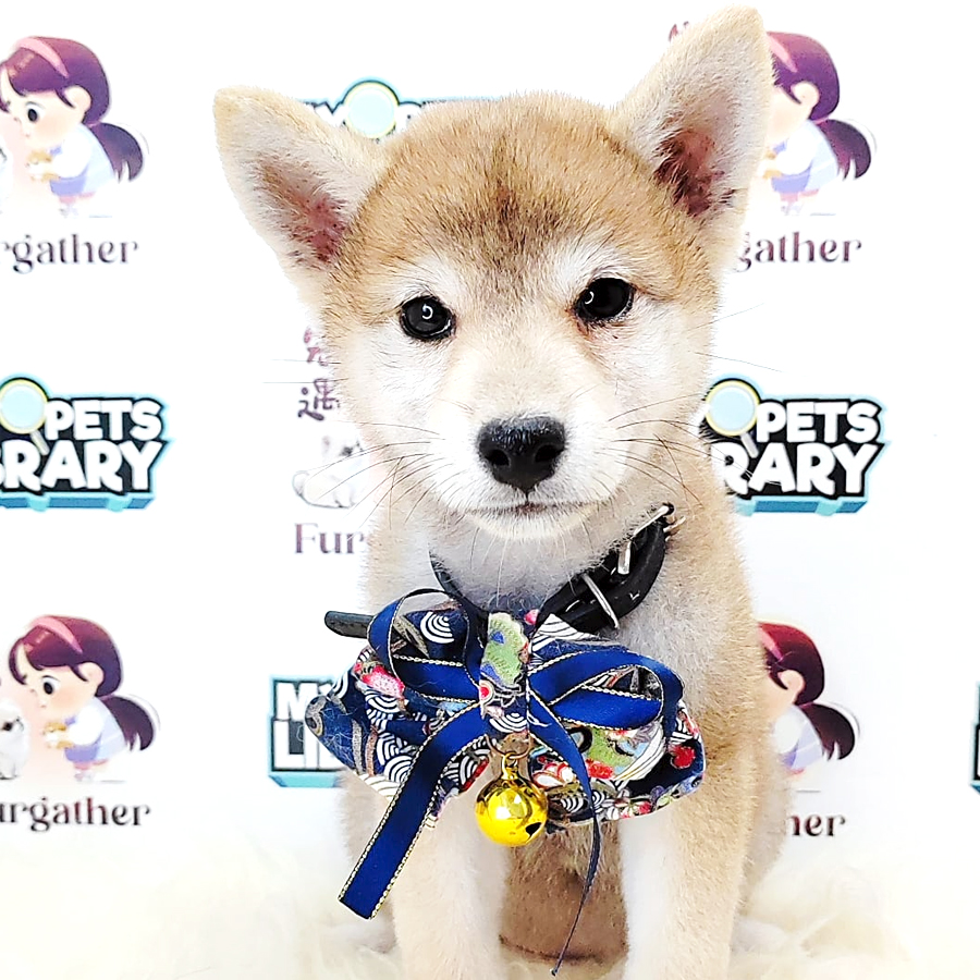 Shiba Inu Puppy (Female) For Sale