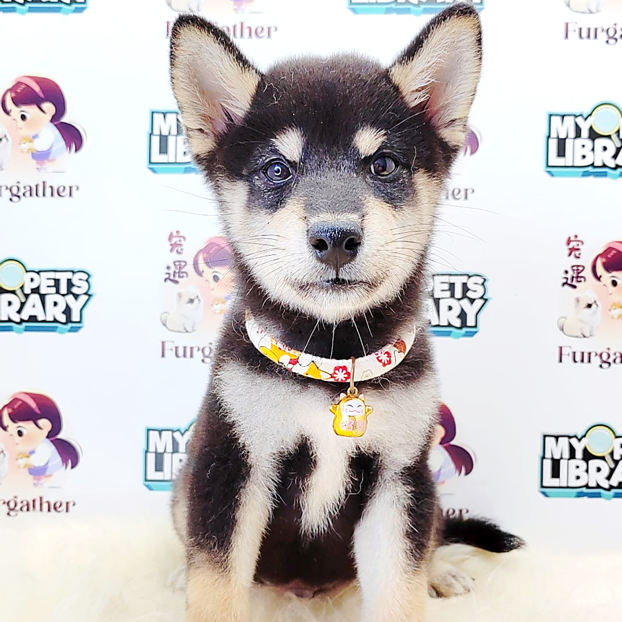 Shiba Inu Puppy (Male) For Sale