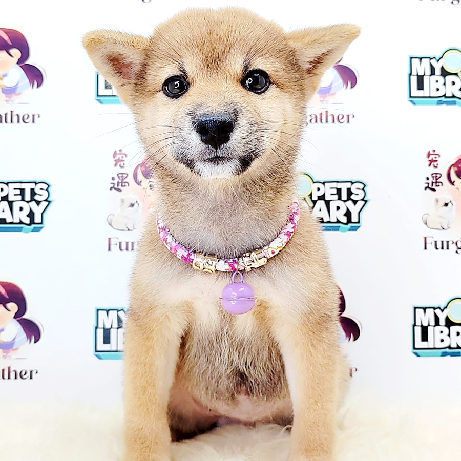 Shiba Inu Puppy (Female) For Sale
