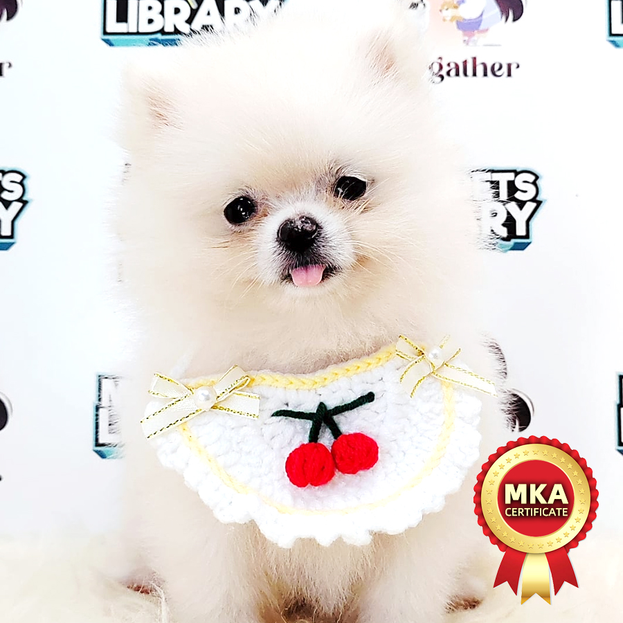 MKA Pomeranian Puppy (Female) For Sale