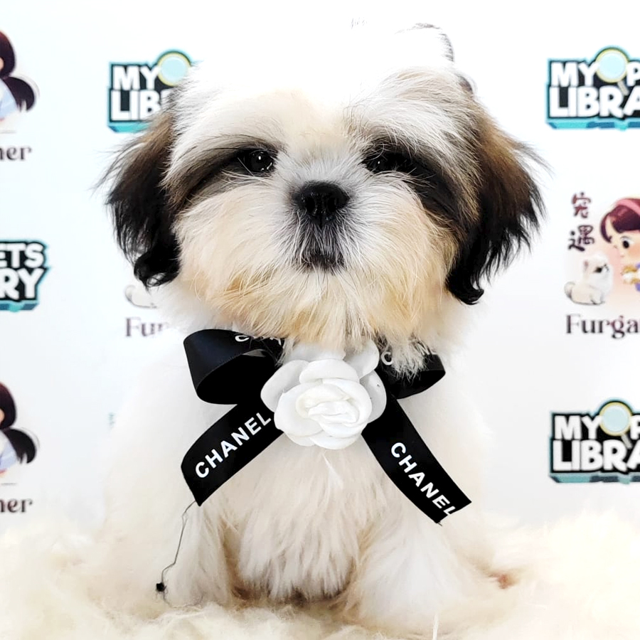 Shih Tzu Puppy (Male) For Sale