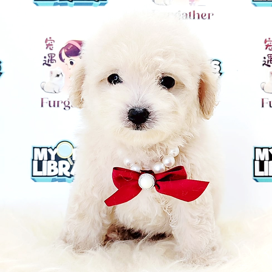 Tiny Poodle Puppy (Female) For Sale
