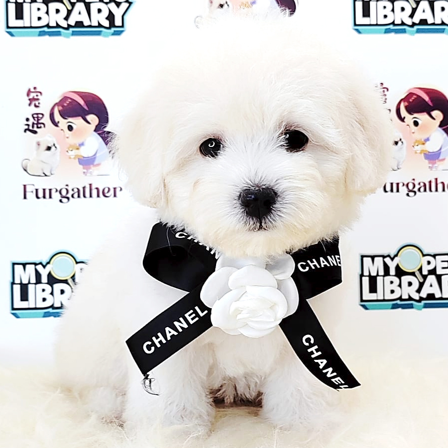 Tiny Toy Poodle Puppy (Female) For Sale