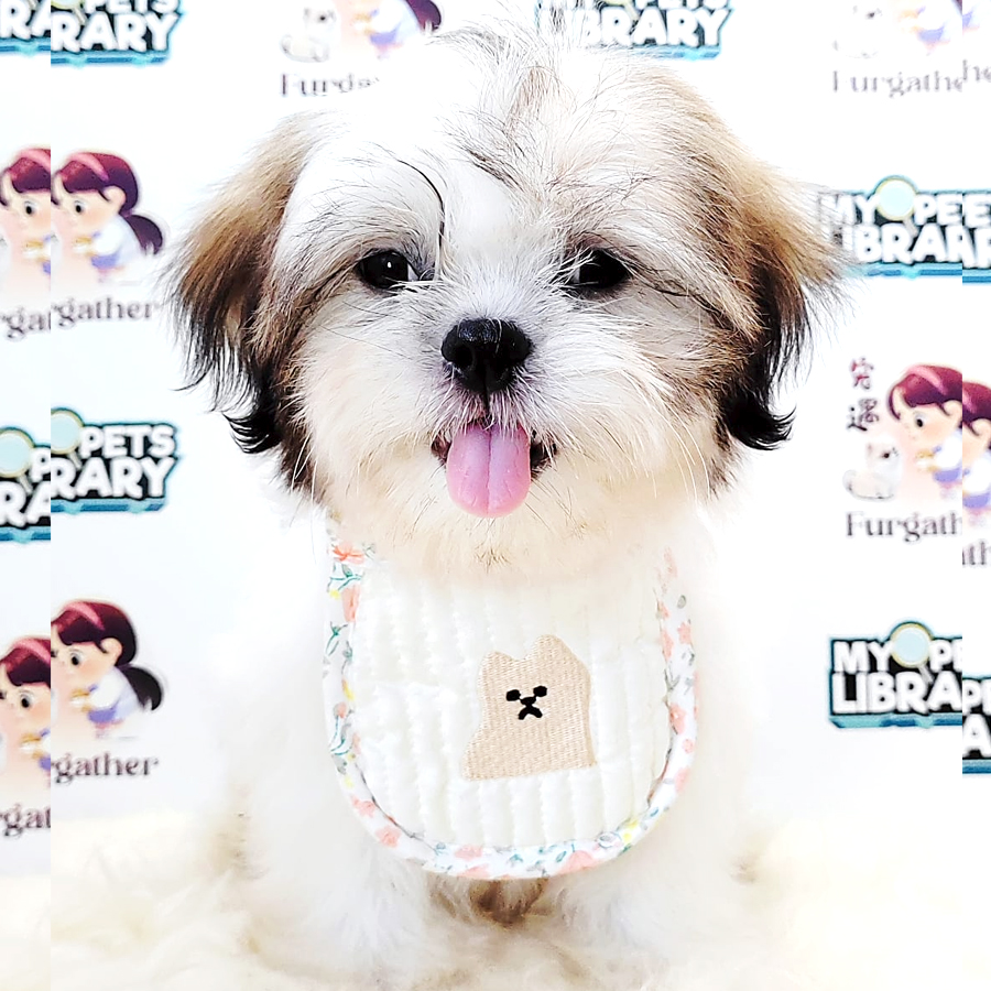 Shih Tzu Puppy (Male) For Sale