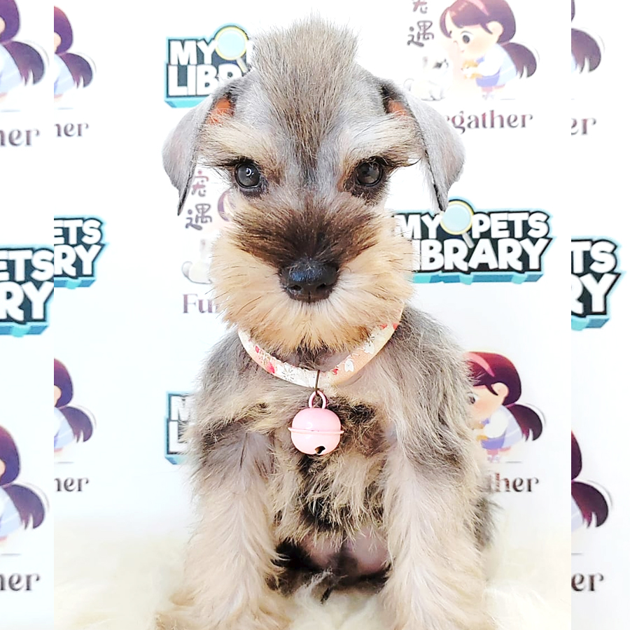 Schnauzer Puppy (Male) For Sale