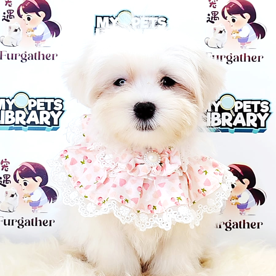 Maltese Puppy (Male) For Sale