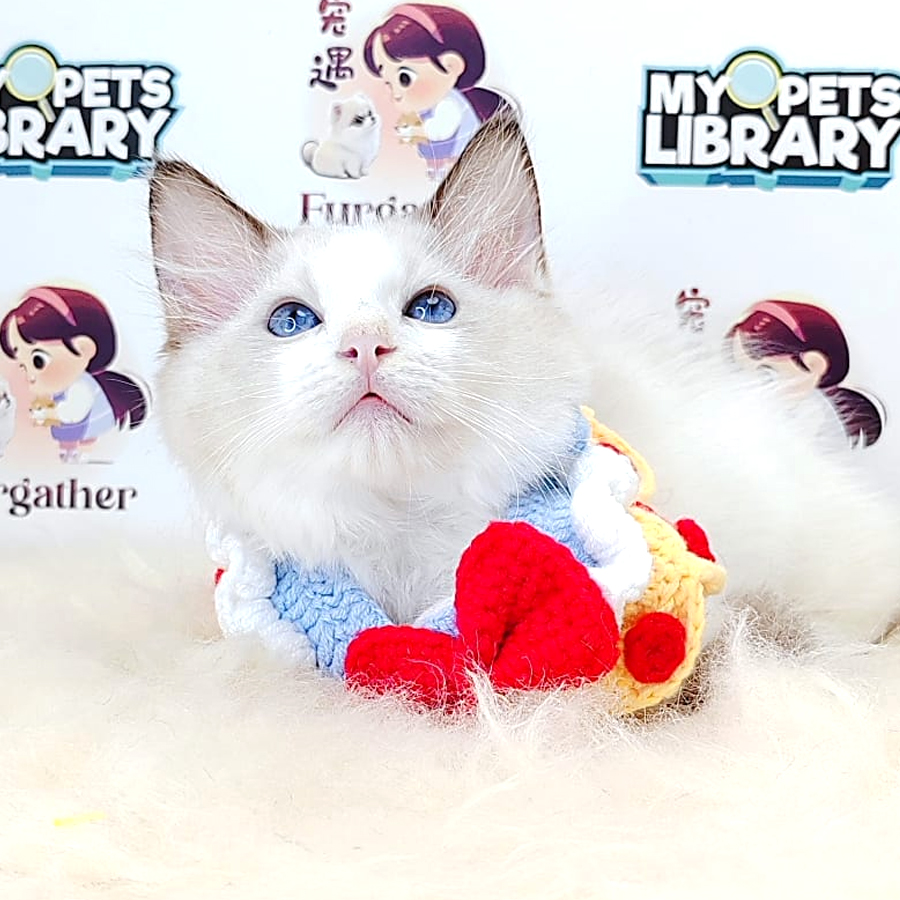 Ragdoll Kitten (Male) For Sale