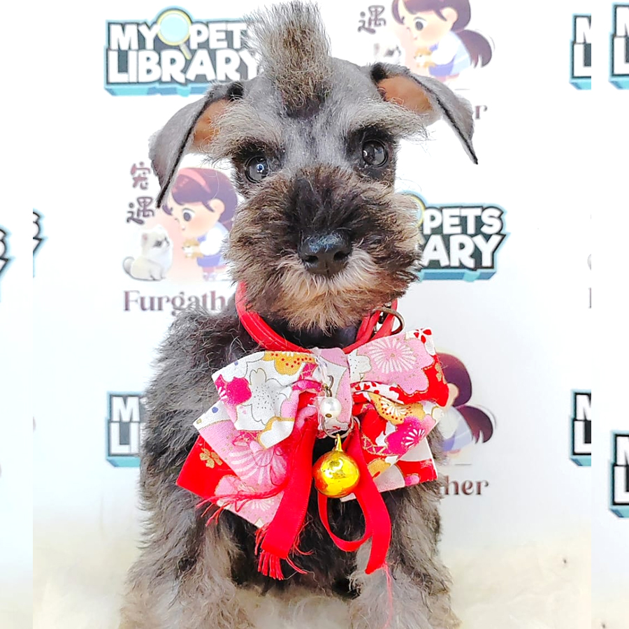 Schnauzer Puppy (Male) For Sale