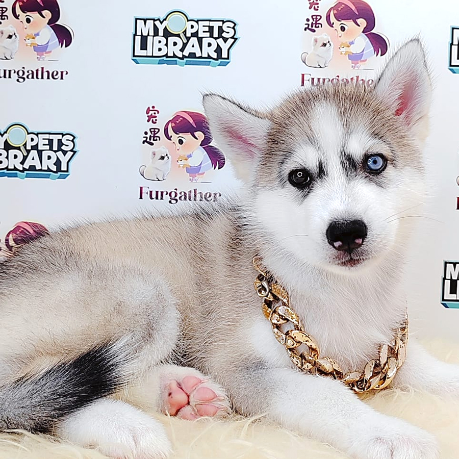 Alaskan Husky Puppy (Female) For Sale