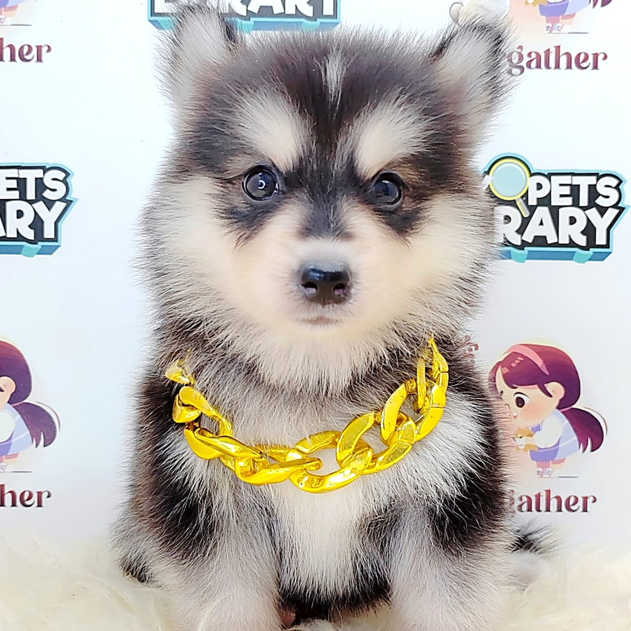 Pomsky Puppy (Female) For Sale
