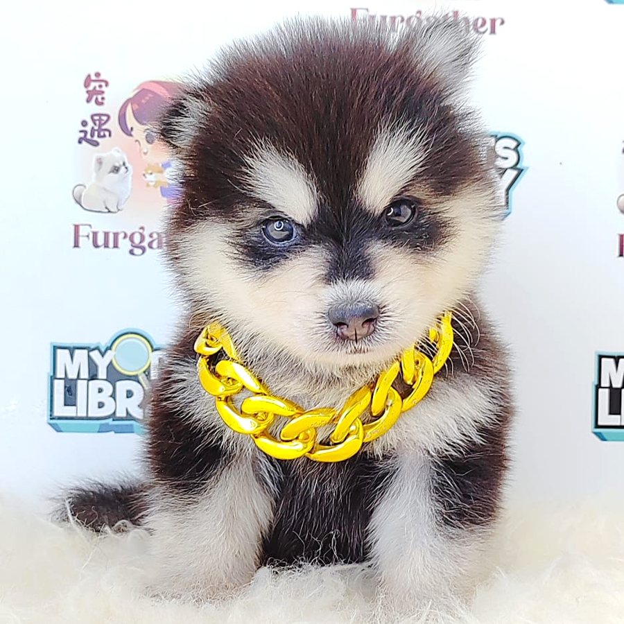 Pomsky Puppy (Female) For Sale