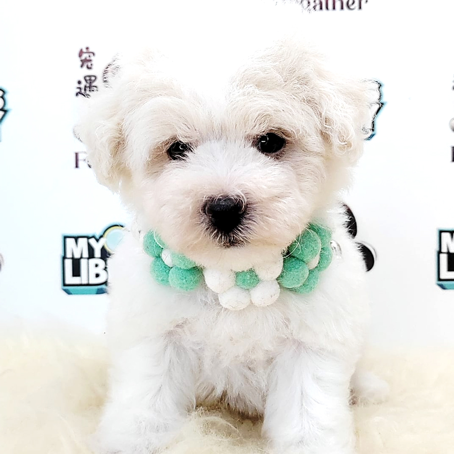 Tiny Poodle Puppy (Male) For Sale