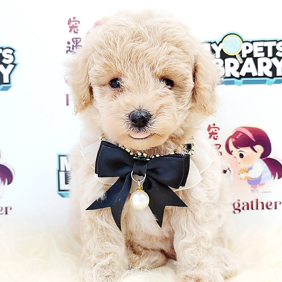 Tiny Poodle Puppy (Female) For Sale