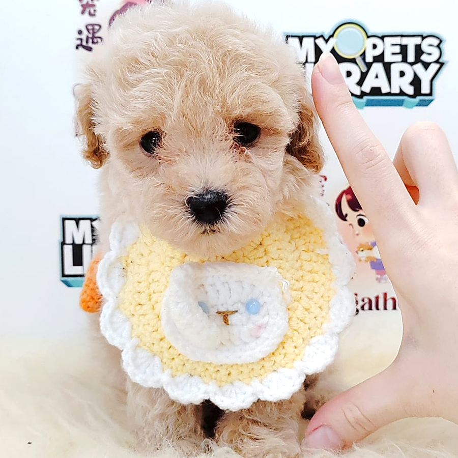 Tiny Poodle Puppy (Female) For Sale