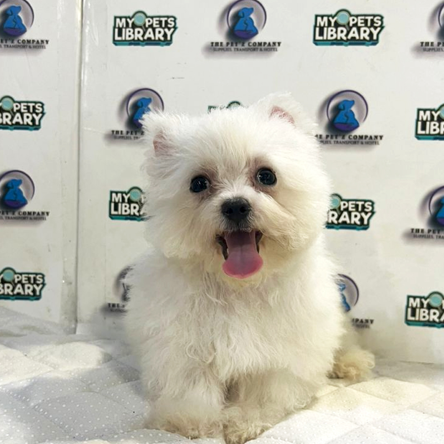 Teacup Bichon Puppy (Male) For Sale