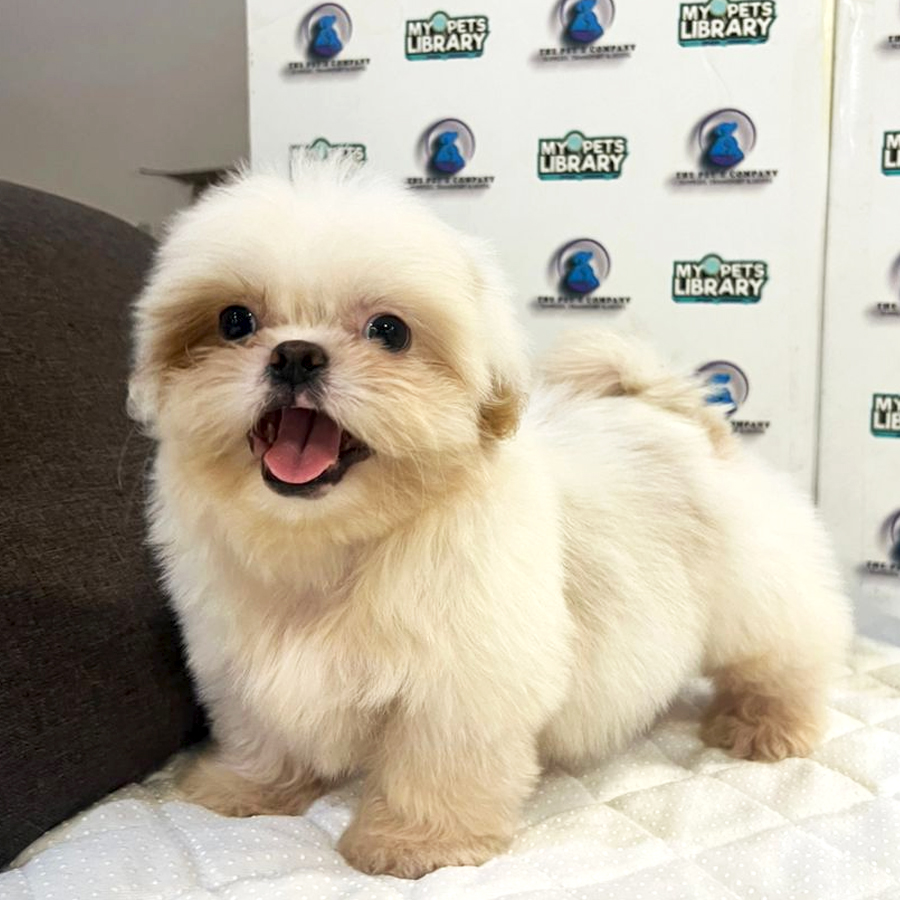 Shih Tzu Puppy (Female) For Sale