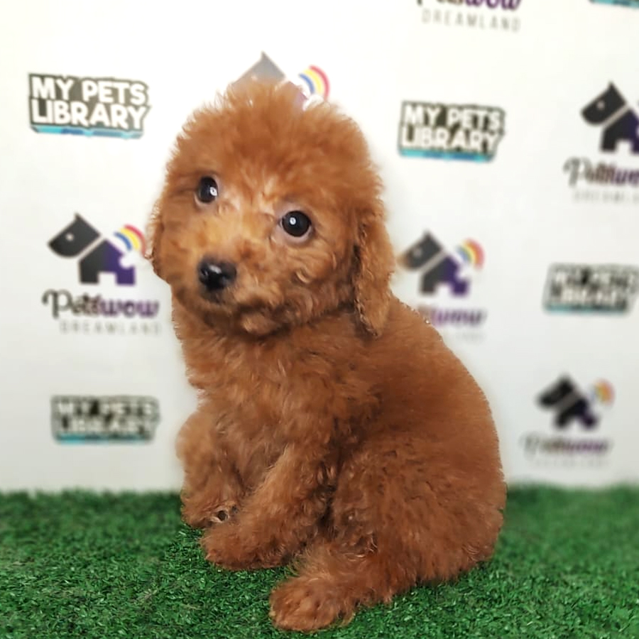 Poodle Puppy (Female) For Sale