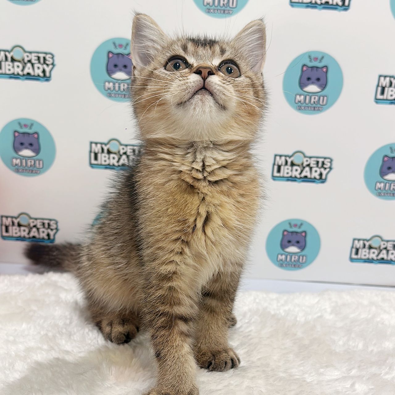 British Shorthair Kitten (Female) For Sale
