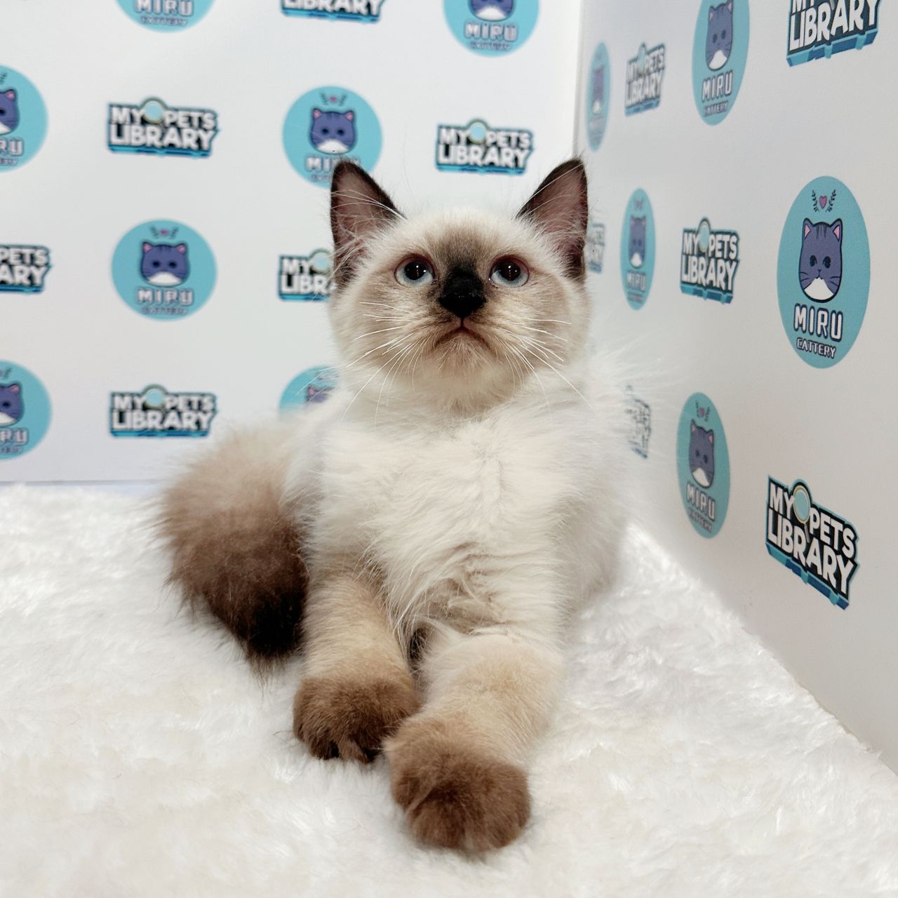 Ragdoll Kitten (Male) For Sale