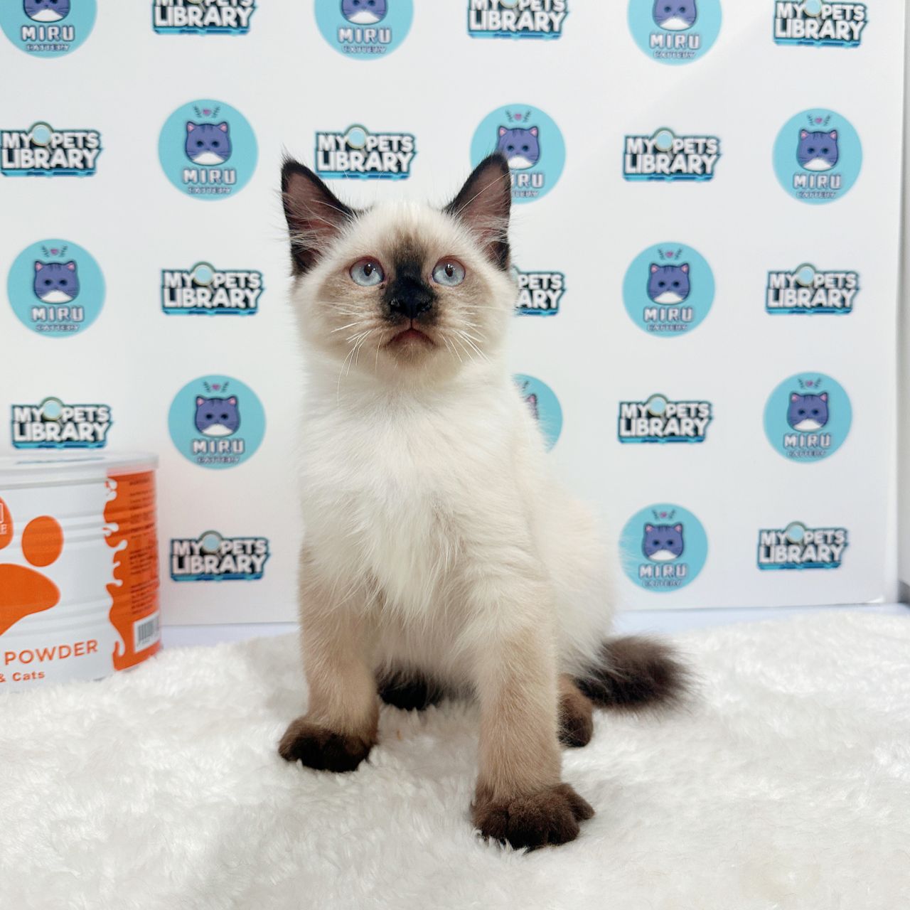 Ragdoll Kitten (Female) For Sale
