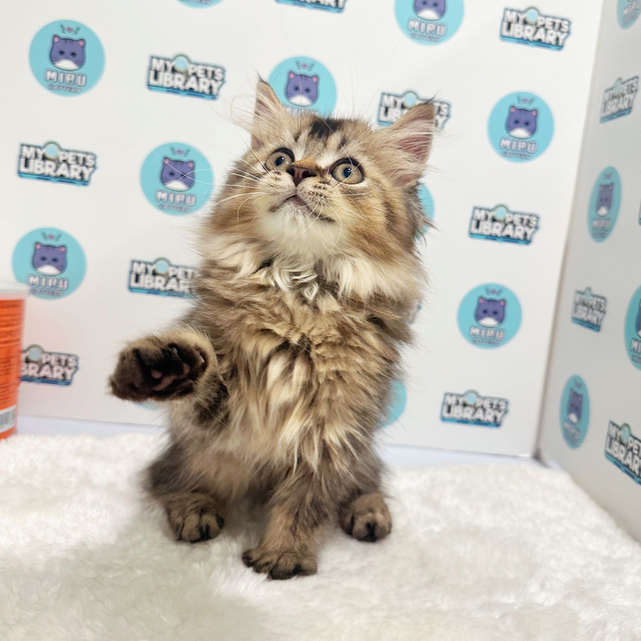 British Longhair Kitten (Male) For Sale