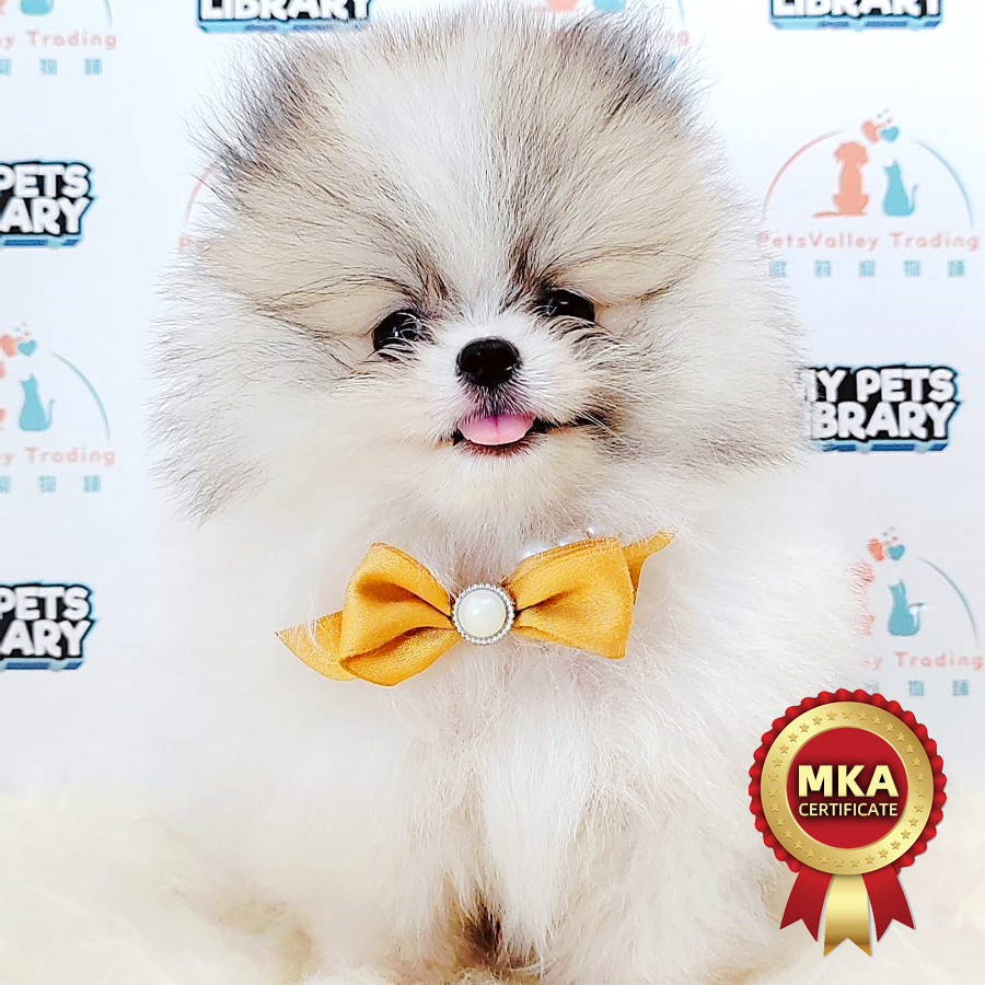 MKA Pomeranian Puppy (Male) For Sale