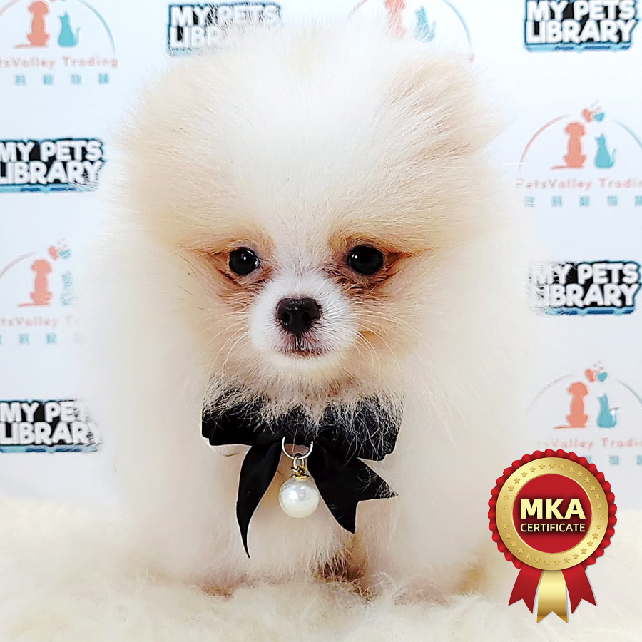 MKA Pomeranian Puppy (Male) For Sale