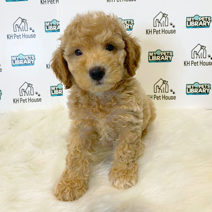 Toy Poodle Puppy (Male) For Sale