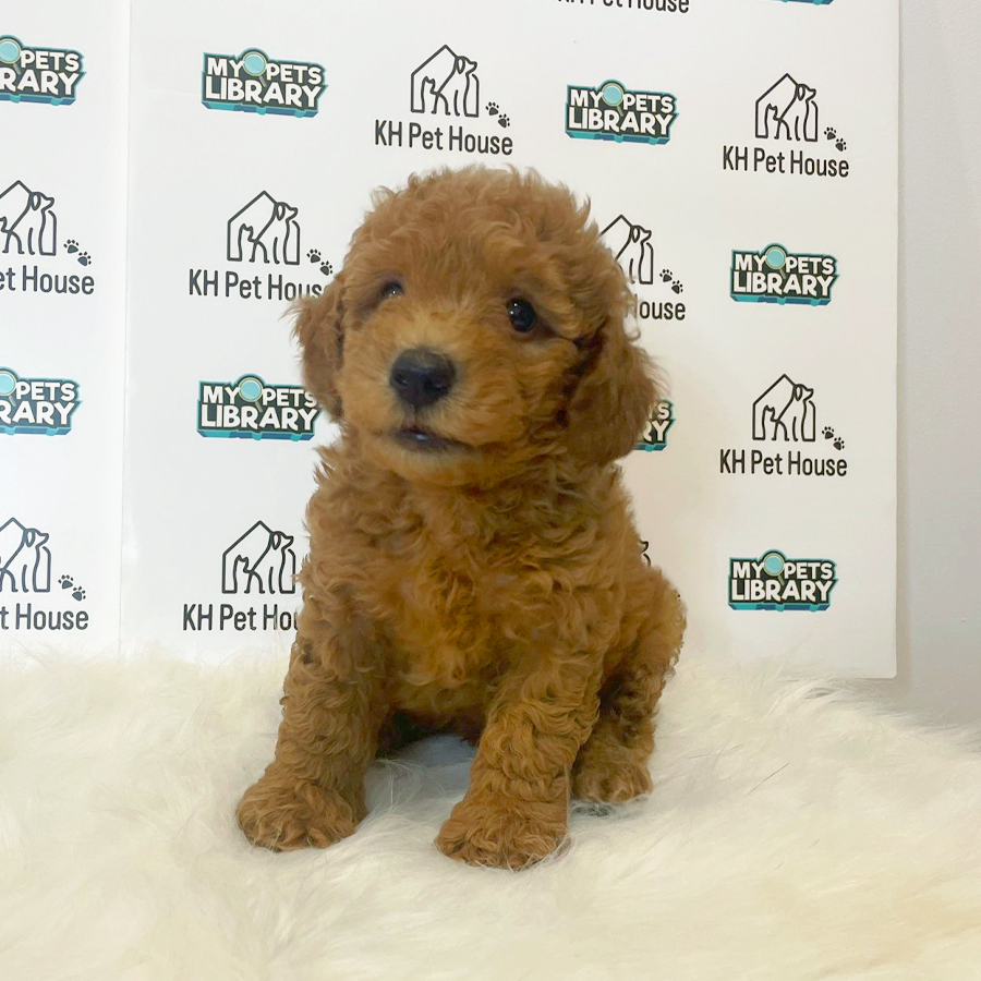 Toy Poodle Puppy (Male) For Sale