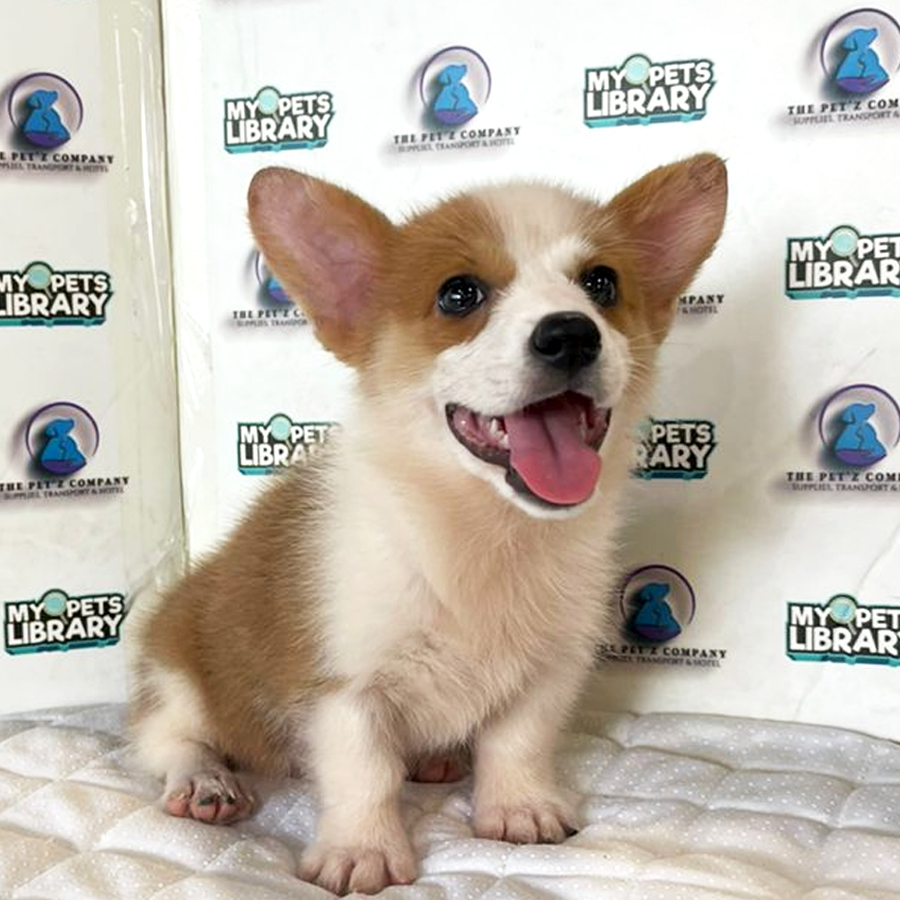 Corgi Puppy (Female) For Sale