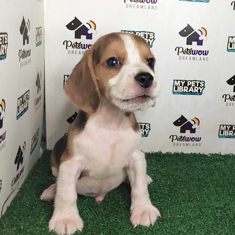 Beagle Puppy (Male) For Sale