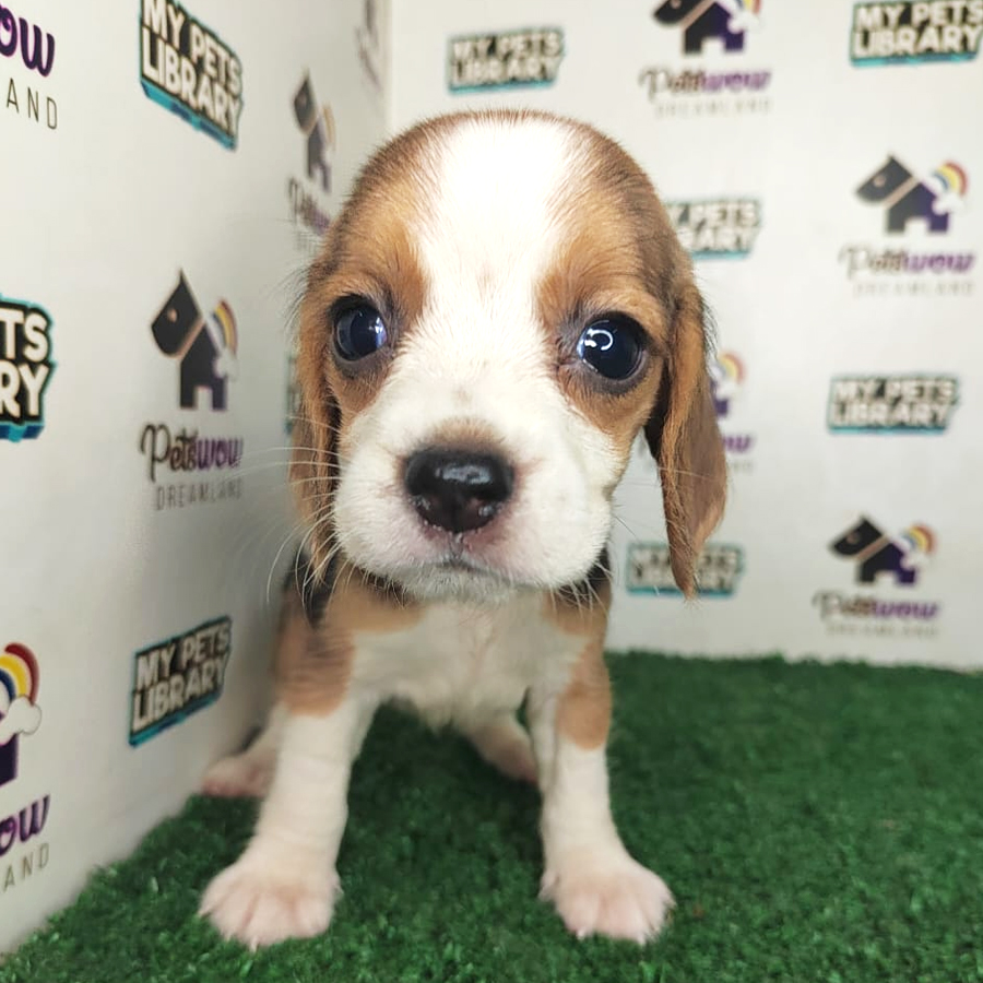 Beagle Puppy (Female) For Sale