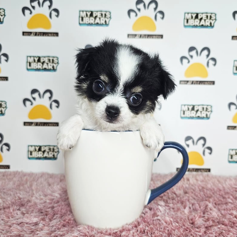 Chihuahua Puppy (Female) For Sale