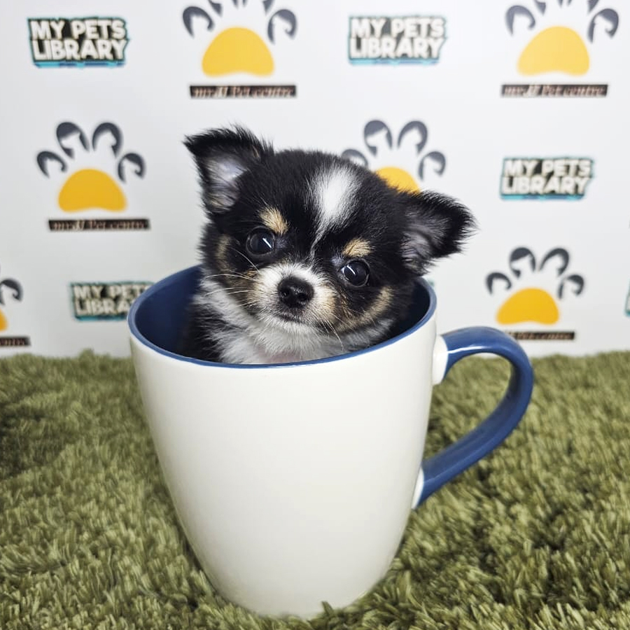 Chihuahua Puppy (Male) For Sale