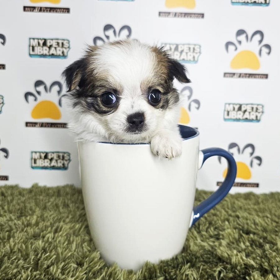 Chihuahua Puppy (Male) For Sale