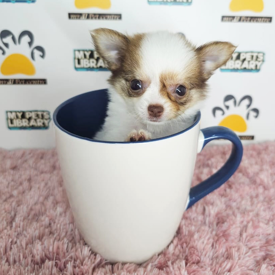 Chihuahua Puppy (Female) For Sale