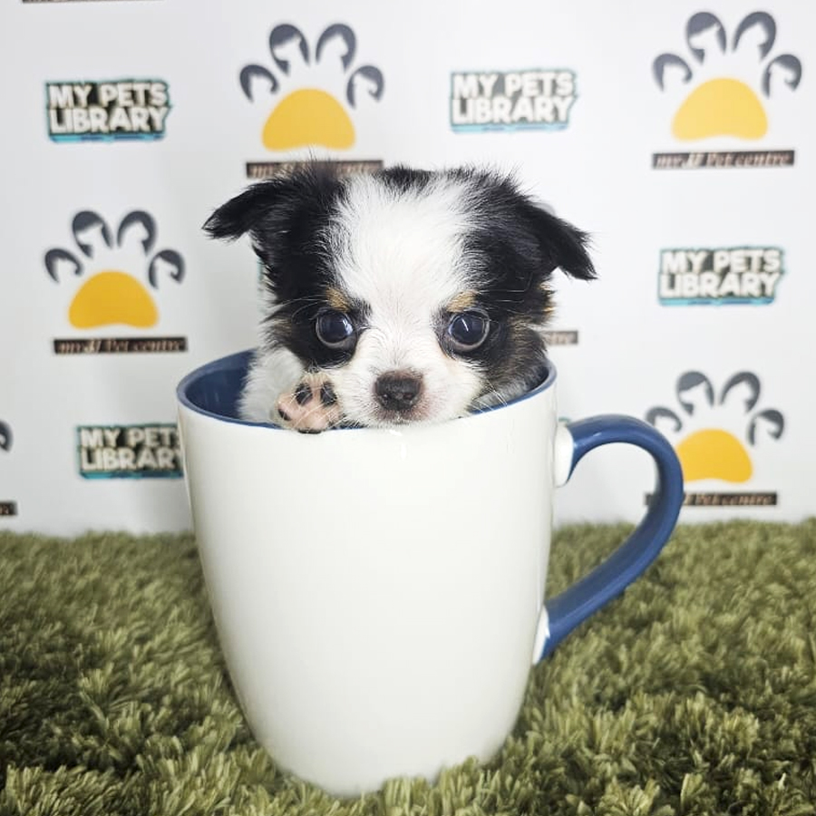 Chihuahua Puppy (Male) For Sale