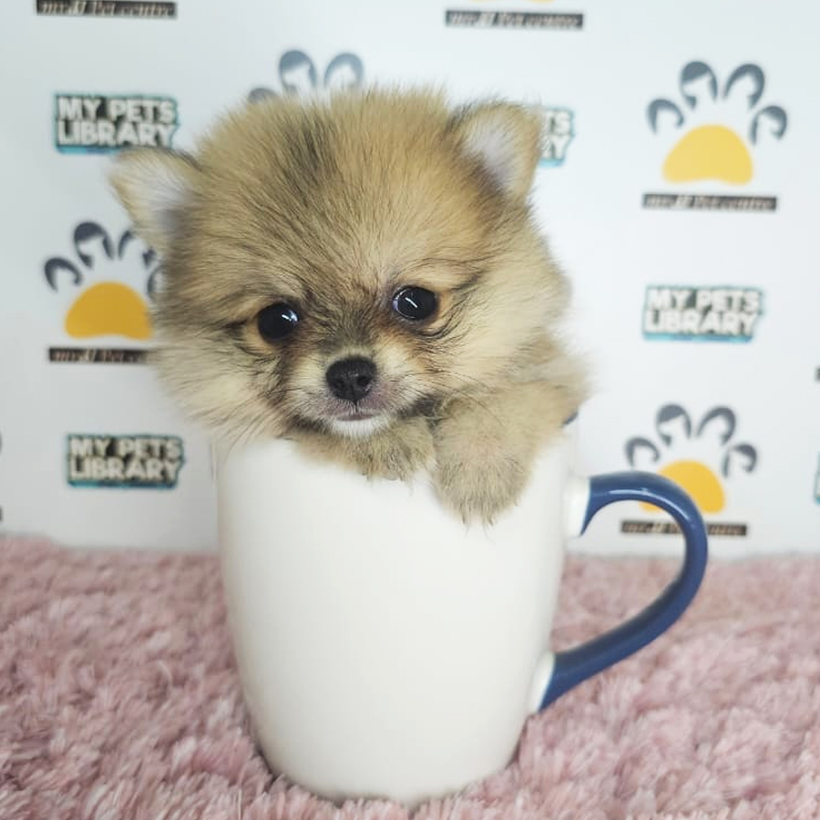 Teacup Pomeranian Puppy (Female) For Sale
