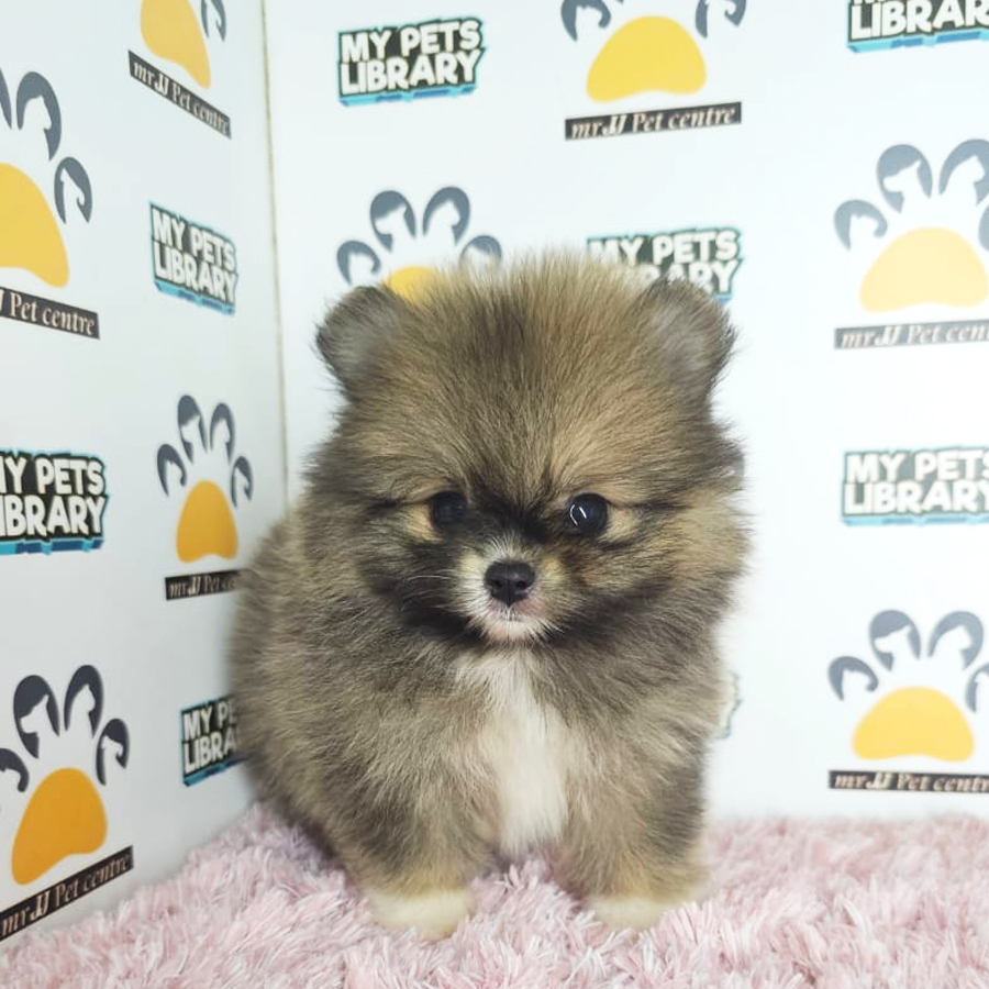 Tiny Pomeranian Puppy (Female) For Sale