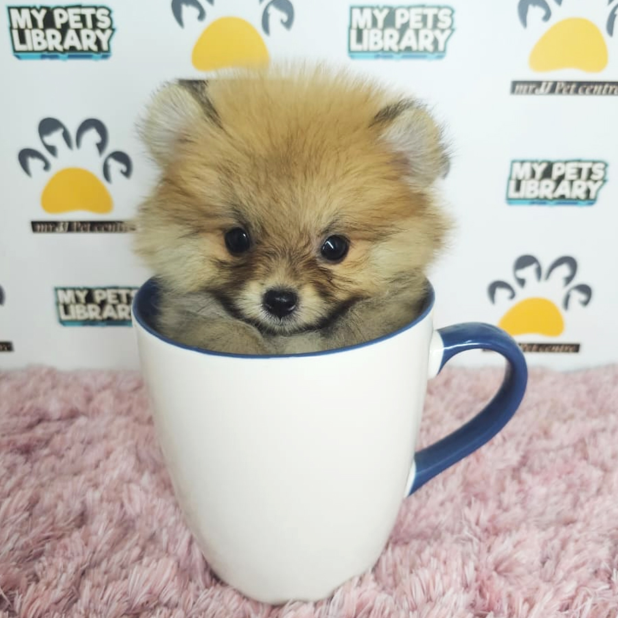 Teacup Pomeranian Puppy (Female) For Sale
