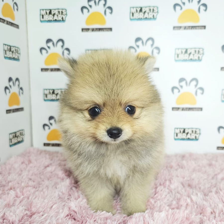 Tiny Pomeranian Puppy (Female) For Sale