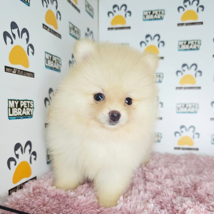 Tiny Pomeranian Puppy (Female) For Sale
