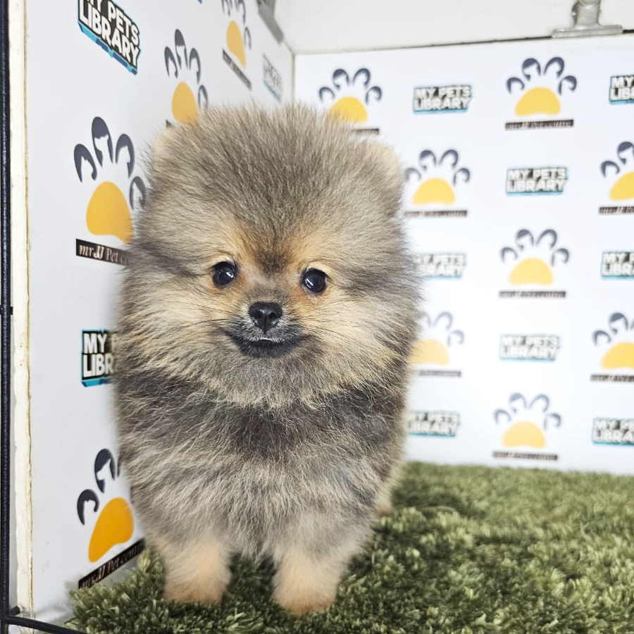 Tiny Pomeranian Puppy (Male) For Sale