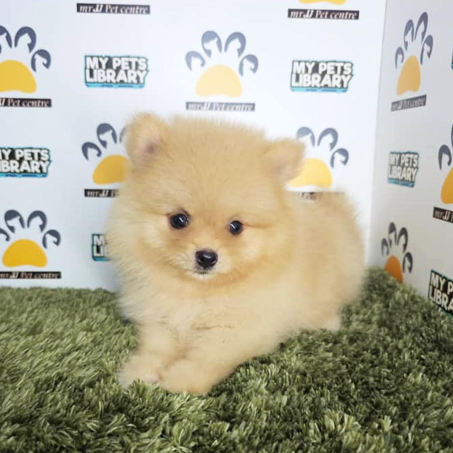 Tiny Pomeranian Puppy (Male) For Sale