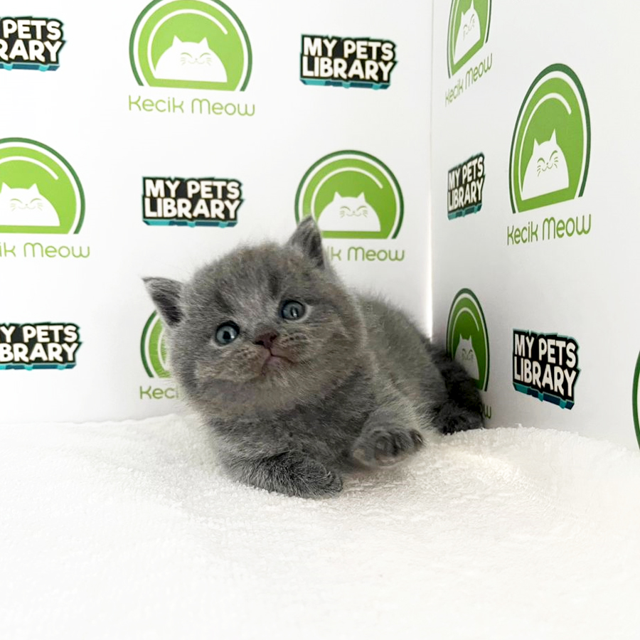Munchkin Kitten (Male) For Sale